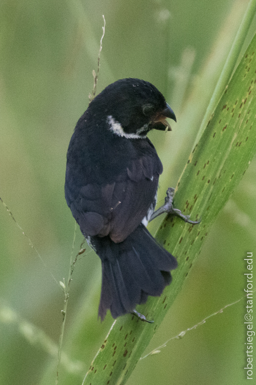 panama